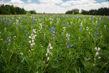Fototapeta premium Lupinus perennial plants growing in the field during early summer