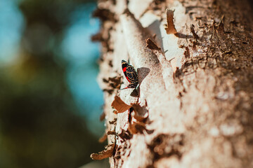 butterfly on a tree