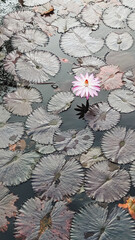 High angle view of a water lily flower in a pond. Natural background concept