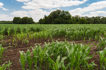 Landscape with corn growing in the field during early summer