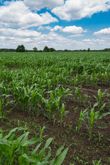 Landscape with corn growing in the field during early summer