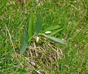 Fototapeta premium Weißwurz; Echtes Salomonssiegel; Polygonatum odoratum; angular Solomon's-seal; scented Solomon's-seal