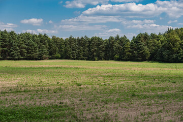 Field covered with plants in front of forest during cloudy day with blue sky