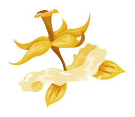 Vanilla flower. Realistic vector isolated design element. Nature spice. Yellow blossom with drops