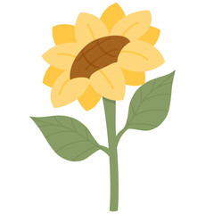 sunflower isolated on white background