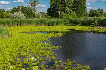 Natural landscape of an oxbow lake near to a river of bug