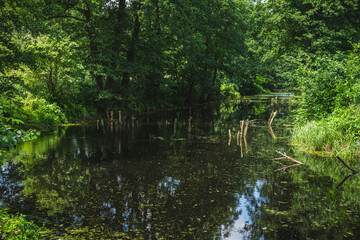 landscape of an old river bed in the bug river valley, the banks of which are overgrown with trees