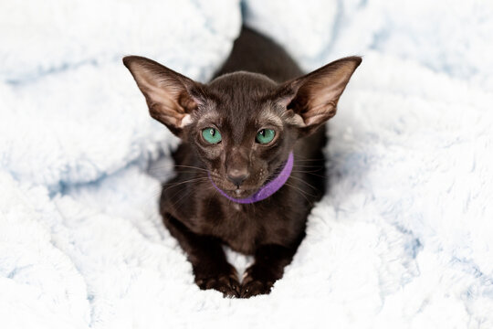 Cute dark brown oriental kitten with green eyes and big ears lies on white terry background, close-up, selective focus.