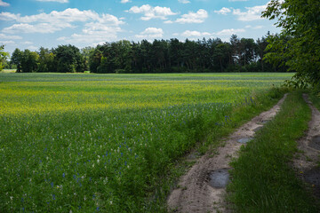 Landscape with a meadow full of lupinus plants growing near forest