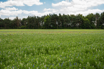 Lupinus perennial plants growing in the field during early summer