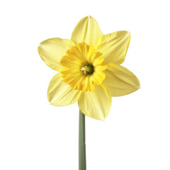 A single yellow daffodil cut out transparent isolated on white background PNG file © Png - Video - Photo