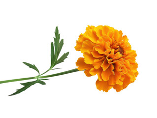 A single orange marigold flower cut out transparent isolated on white background PNG file