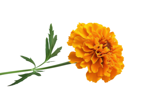 A single orange marigold flower cut out transparent isolated on white background PNG file