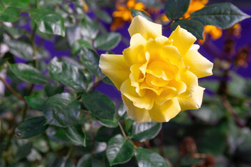 Bright yellow rose blooming in garden