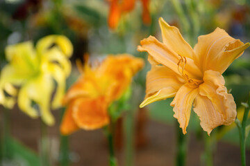 Obraz premium Daylilies blooming in a garden