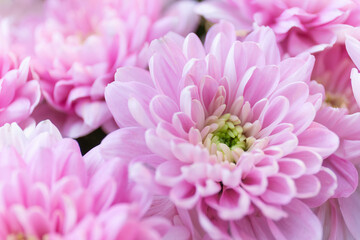 Close-Up of Pink Chrysanthemum Flowers
