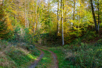 Fall - Autumn in the Bregenz Forrest - Bregenzerwald - State of Vorarlberg, Austria