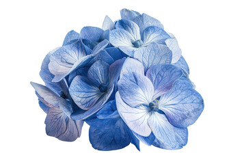blue hydrangea flower cut out transparent isolated on white background PNG file