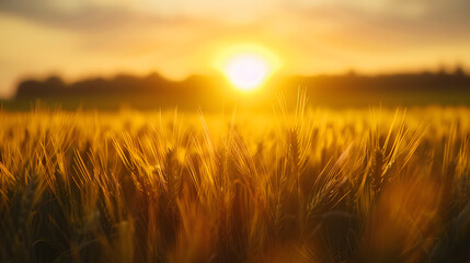 Fototapeta premium A field of golden wheat with the sun shining brightly on it