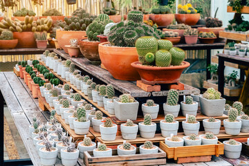Fototapeta premium Various fresh cactus in the farm. A collection of cacti flourishing. Cactus plant in the arboretum. Industrial cactus farm in greenhouse with different types of cacti and succulents grown for sale.