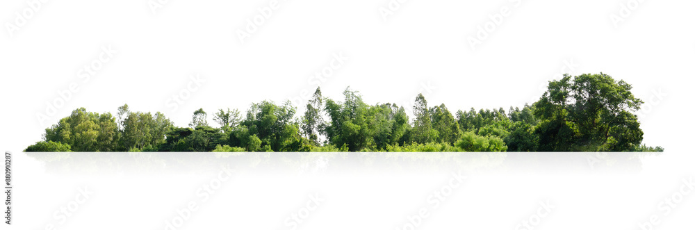 Wall mural forest with trees and bushes