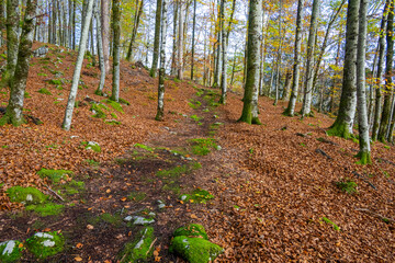 Fall - Autumn in the Bregenz Forrest - Bregenzerwald - State of Vorarlberg, Austria
