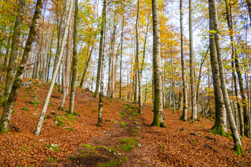 Fall - Autumn in the Bregenz Forrest - Bregenzerwald - State of Vorarlberg, Austria