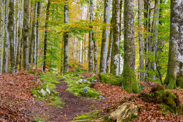 Fall - Autumn in the Bregenz Forrest - Bregenzerwald - State of Vorarlberg, Austria