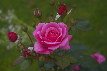 Dolinki podkrakowskie. Piękna letnia pogoda wczesnym rankiem w Polsce. Okolice Ojcowa i Skały. Róże. © Roman Trojanowski