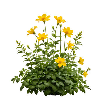 Arbusto de flores amarelas isolado em fundo transparente