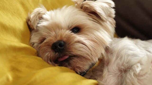 Old dog stuck out his tongue and recting or sleeping on sofa.