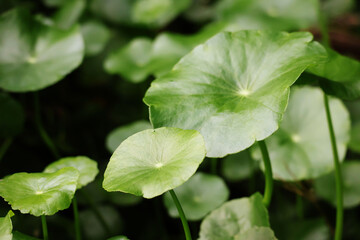 Water Pennywort, small and large leaves, green reflecting light in the garden in the afternoon.

