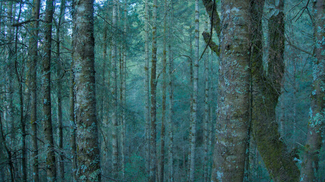 Peaceful landscape with pine and oak forest in the Pico de Orizaba National Park, Mexico, ecotourism in Mexico, forest bathing, eco travel in mexico, calm and serenity