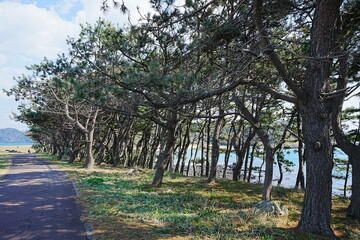 Fototapeta premium Hato Cape in Sago, Japan - 日本 佐賀 波戸岬 