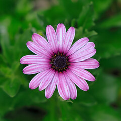 Obraz premium Die Blüte der Kapmargerite