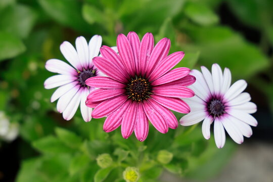 Die Bl&uuml;te der Kapmargerite