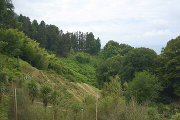 Lato 2024 w Gruzji. Ogród botaniczny w Batumi. Panorama na park.