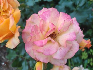 A charming rose