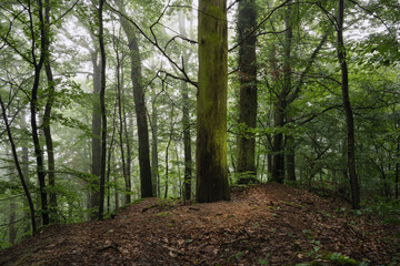 Naklejka premium Weiches Licht am Morgen, frisches Grün im Juli bei Nebel und Dunst , alter Mischwald Dammelsberg