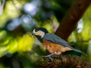 枝にとまるヤマガラ,虫を食べるヤマガラ