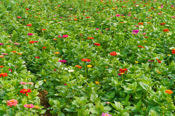 Large-scale planting of multi-colored flowers