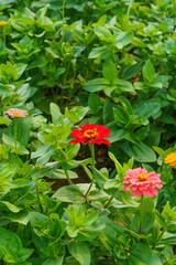 Large-scale planting of multi-colored flowers