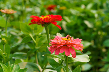 Large-scale planting of multi-colored flowers