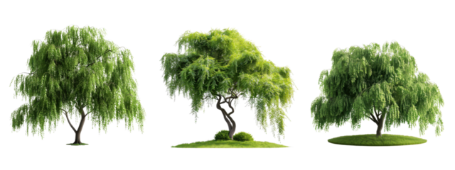 Three lush green weeping willow trees on white background. Perfect for nature, landscape, and greenery projects.