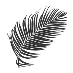 Fototapeta premium Palm leaf silhouette, outline or shadow isolated on white background. Grey palm leaves.