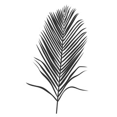 Fototapeta premium Palm leaf silhouette, outline or shadow isolated on white background. Grey palm leaves.