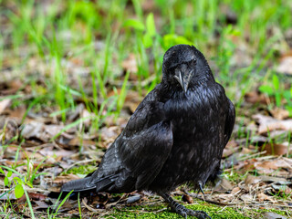 地面を歩くカラス