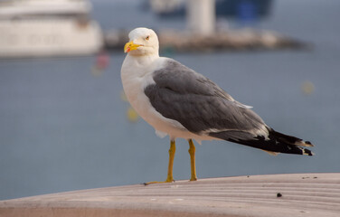 A seagull at a port in South of France