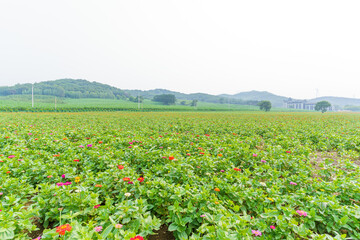 Large-scale planting of multi-colored flowers