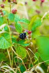 Ripe Blackberry within Unripw Fruits Growing on a Blackberry Bush